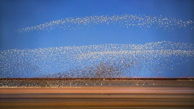 鄱阳湖候鸟部落 摄影 廖士清.jpg