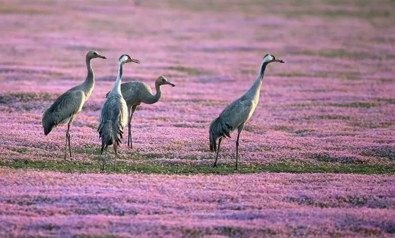 蓼子花海与灰鹤 摄影 王榄华.jpg